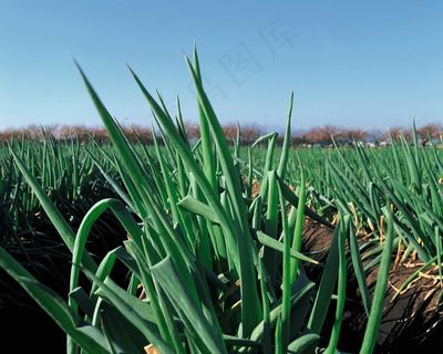 蓝天下绿色的葱地