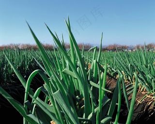 蓝天下绿色的葱地