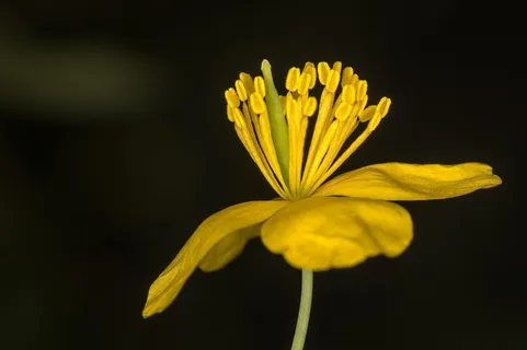 白屈菜花雌蕊雄蕊花瓣黄色花 白屈菜花雌蕊雄蕊花瓣黄色花