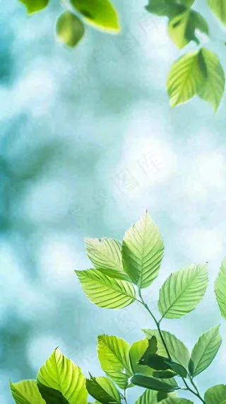 阳光明媚春天春意盎然嫩草，发芽，春分，立春摄影图