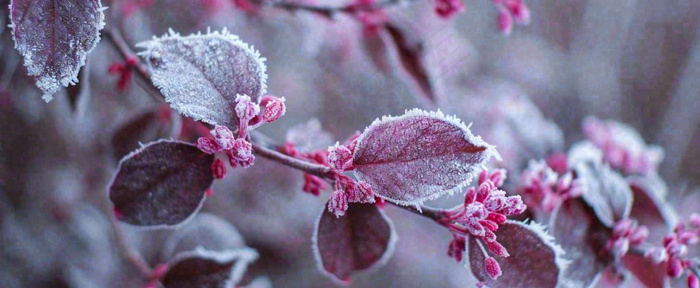 冬天冬季树枝雪景唯美浪漫大雪小雪结冰摄影图(1712x704)