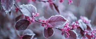 冬天冬季树枝雪景唯美浪漫大雪小雪结冰摄影图