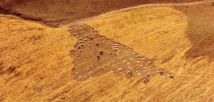 迎来丰收的喜悦