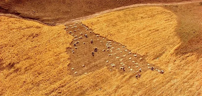 迎来丰收的喜悦