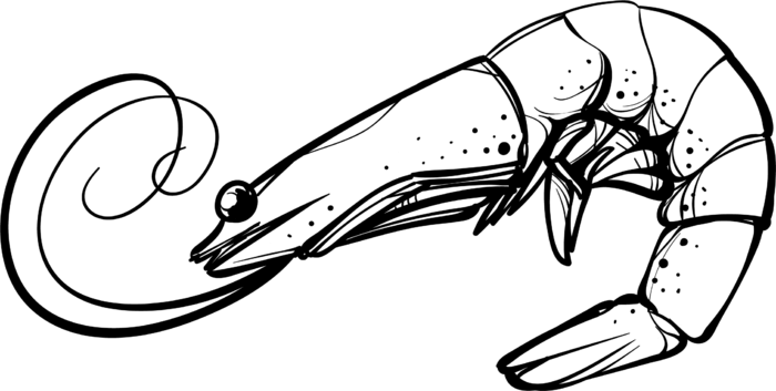基围虾线条