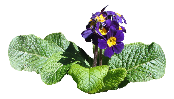 高清树木素材 免抠PSD植物素材 美术绘画园林贴图 树草灌木花草