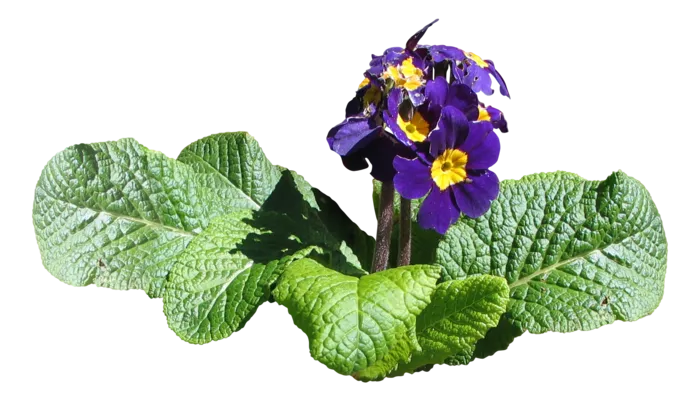 高清树木素材 免抠PSD植物素材 美术绘画园林贴图 树草灌木花草