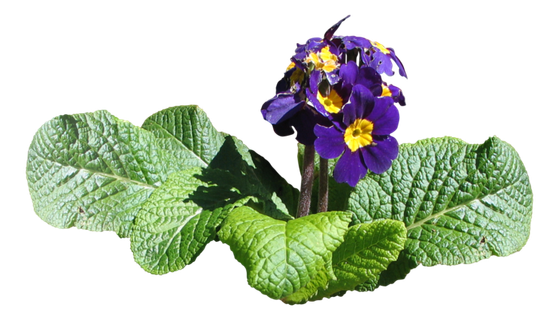 高清树木素材 免抠PSD植物素材 美术绘画园林贴图 树草灌木花草