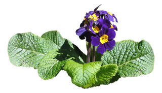 高清树木素材 免抠PSD植物素材 美术绘画园林贴图 树草灌木花草