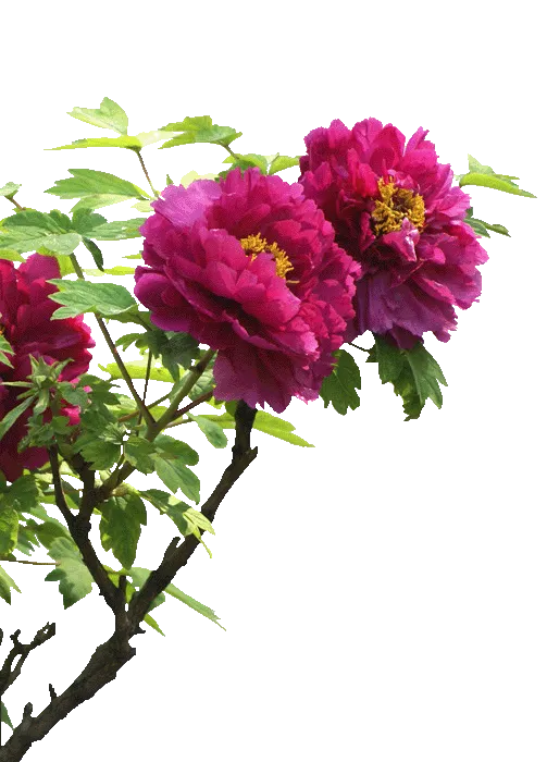 素材免扣花