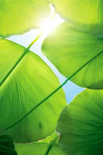 阳光清新荷叶大气清爽节气海报背景