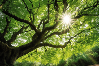 阳光从大树的树枝的间隙透下来摄影图
