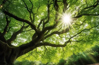 阳光从大树的树枝的间隙透下来摄影图