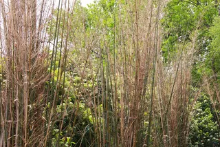 公园枯叶小竹竿