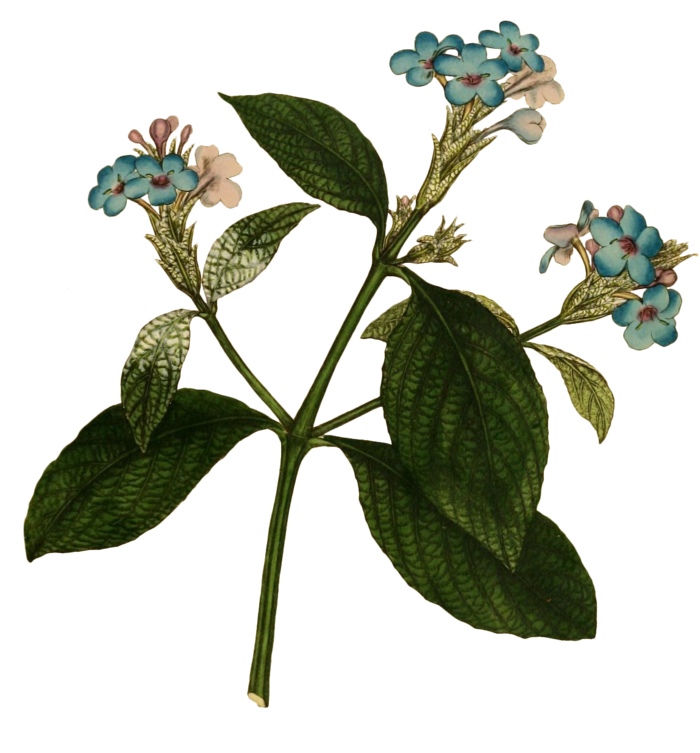 复古手绘植物花卉插画 免抠