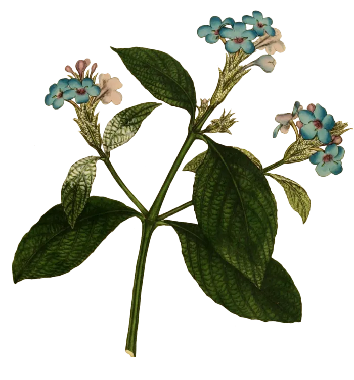 复古手绘植物花卉插画 免抠