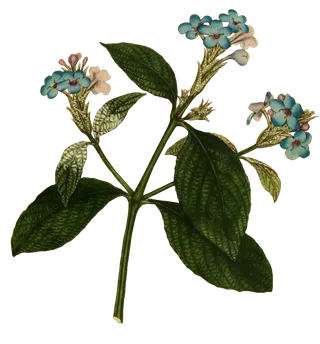 复古手绘植物花卉插画 免抠