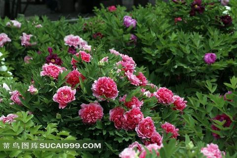 红色牡丹花高清图片