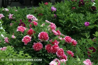 红色牡丹花高清图片