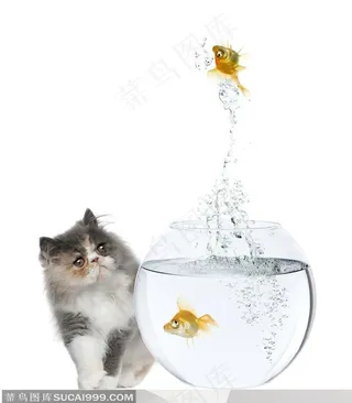 歪头看金鱼跳水的小猫