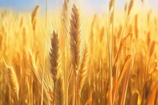 金色小麦创意背景图