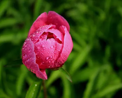 芍药花高清图片下载 芍药花高清图片下载