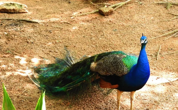 一只蓝孔雀图片