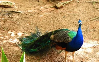 一只蓝孔雀图片