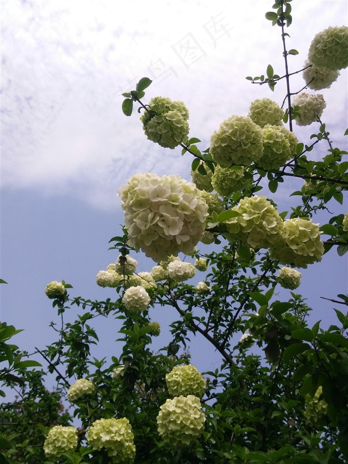 绣球花高清图