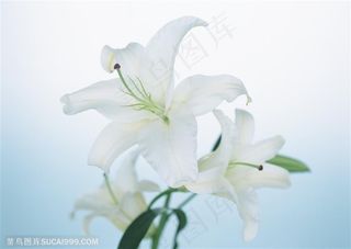 花卉物语-盛开的白色百合花