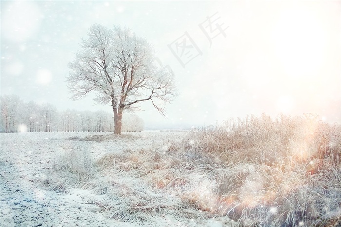冬天的树和草地