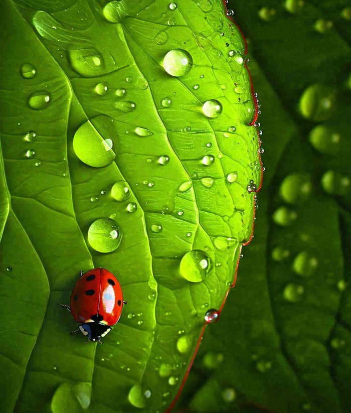 春天夏天七星瓢虫动物昆虫在绿叶上，谷雨立夏夏至小暑摄影图(1008x1184)