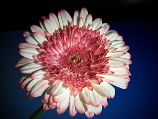 淡粉色美丽花朵图片