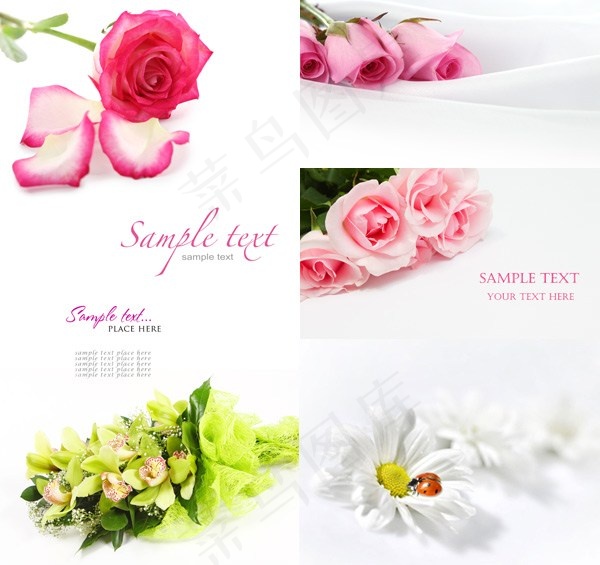 精美鲜花高清图