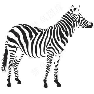 斑马黑白马 斑马黑白马