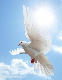 鸽子鸟类动物图片