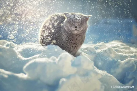 雪中的蓝猫猫咪图片 雪中的蓝猫猫咪图片