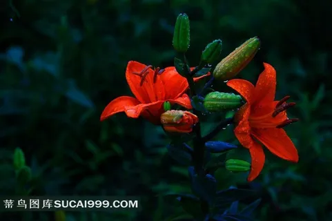 唯美百合花素材