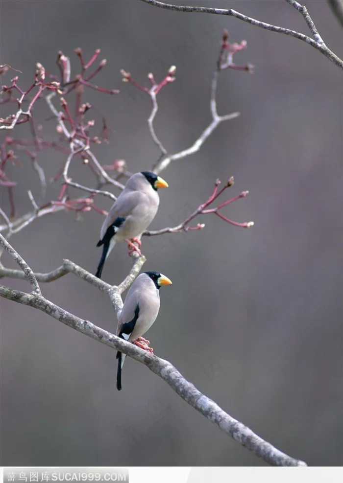 枝头上2只的小鸟