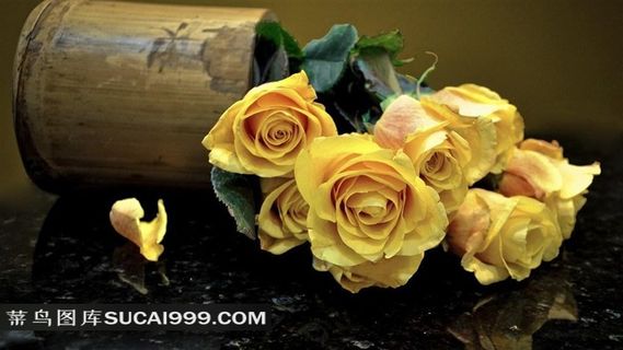 美丽的黄玫瑰素材图片