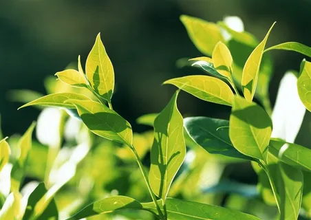 树木风景环境 图片素材 树木风景环境 图片素材