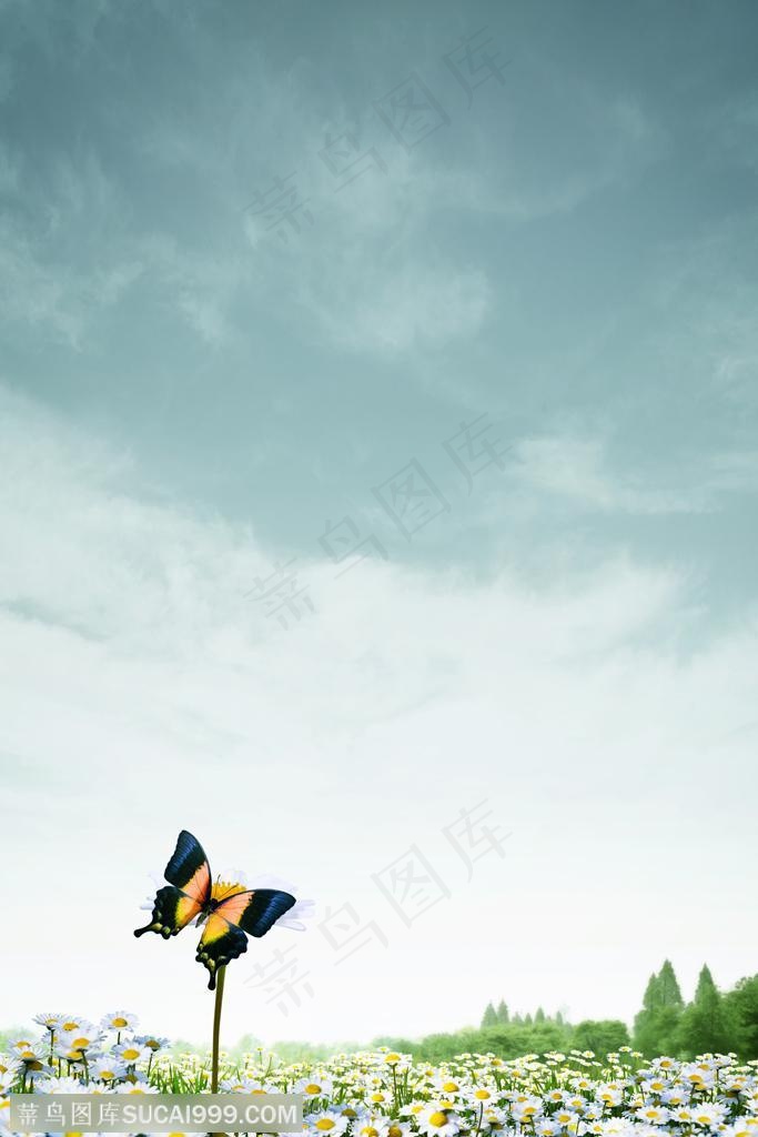 瑜伽广告 房地产广告元素花丛草地停在枝干上的蝴蝶