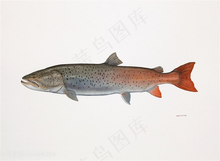 高清手绘水彩鱼插画素材