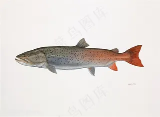 高清手绘水彩鱼插画素材