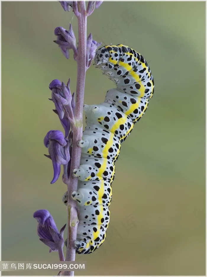 黄线黑斑点昆虫幼虫