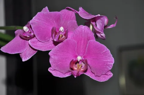紫色兰花花朵图片 紫色兰花花朵图片