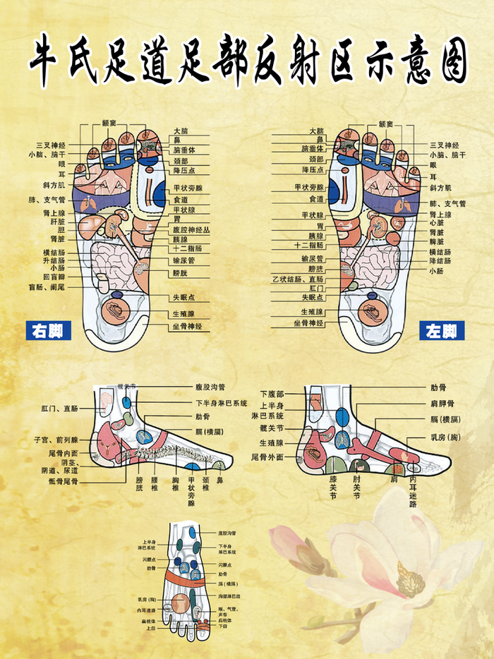 黄色简约足部反射区示意图psd模版下载