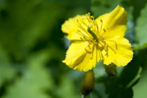 白屈菜图片 白屈菜图片