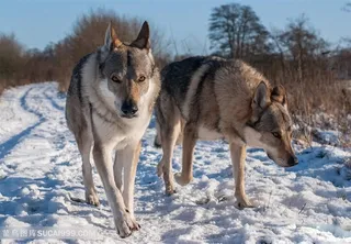 两头觅食的狼图片