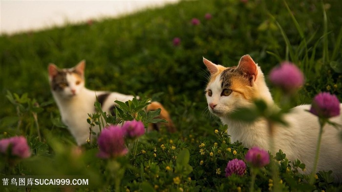 花丛两只小花猫咪图片